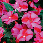 New Guinea Impatiens Impacio Magenta Star